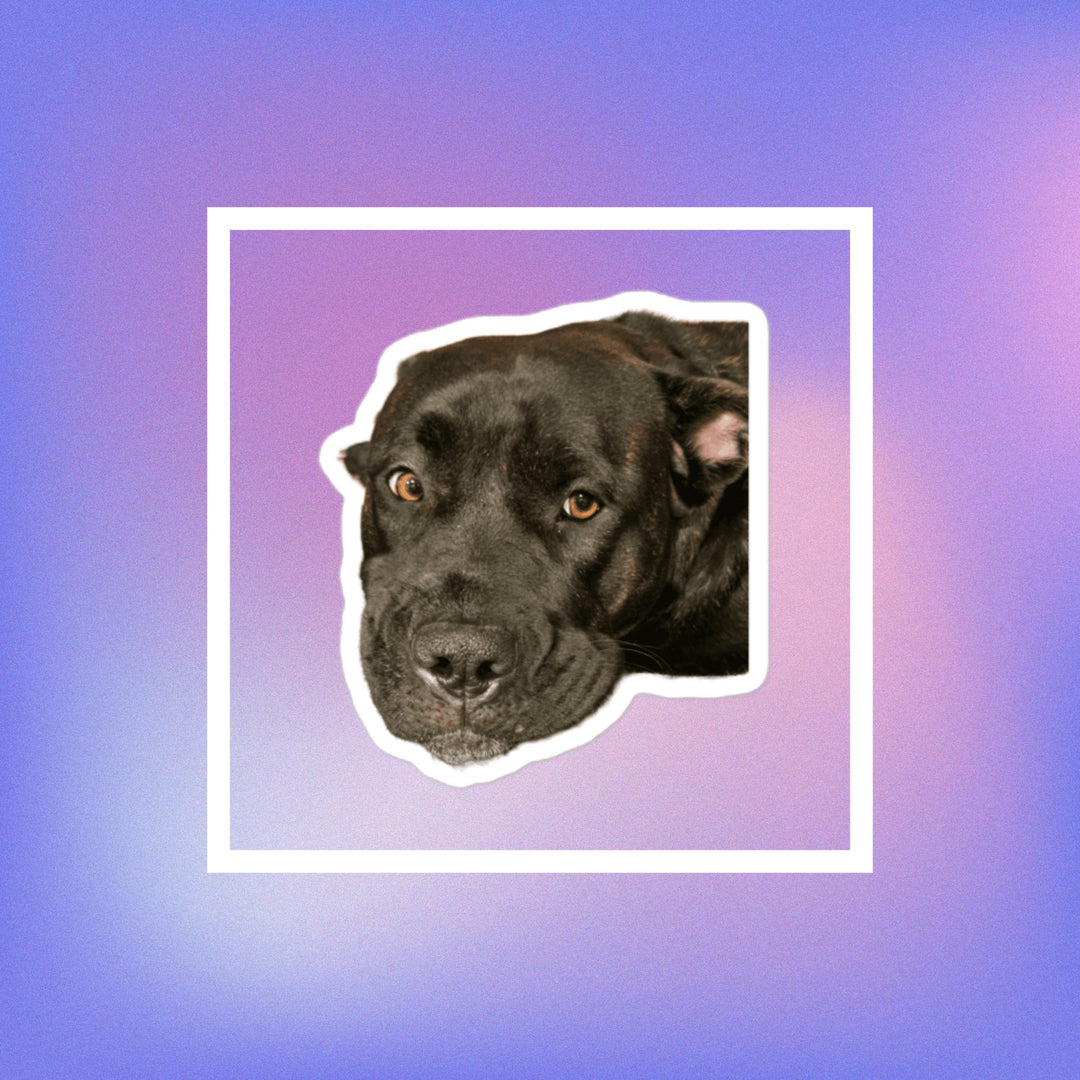 I See Nothing But Love For You sticker featuring a cute black dog face on a colorful gradient background.