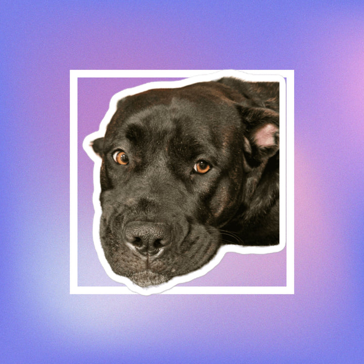 I See Nothing But Love For You sticker featuring a cute black dog face on a colorful background.