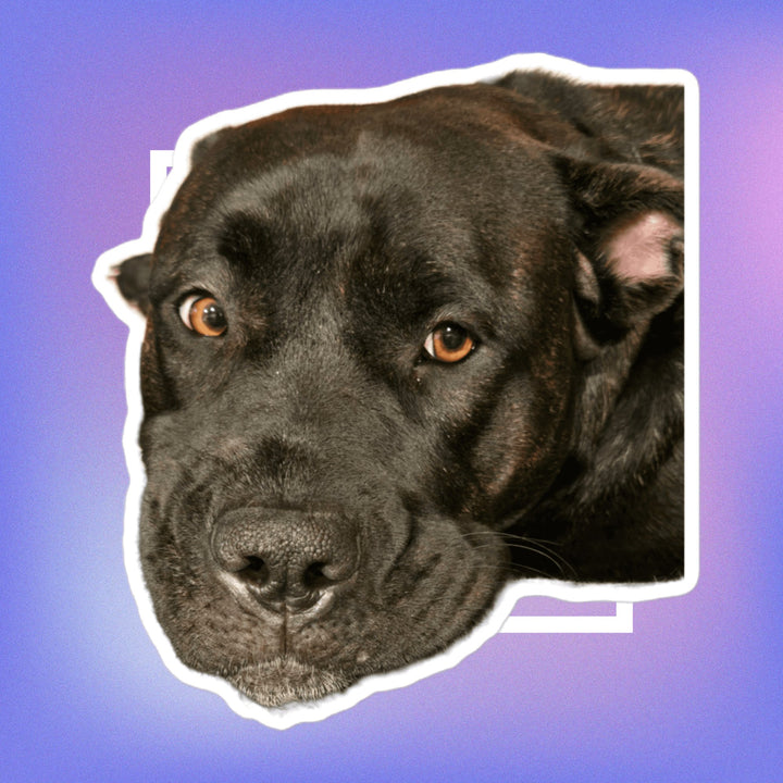 I See Nothing But Love For You sticker featuring an adorable black dog with expressive eyes.