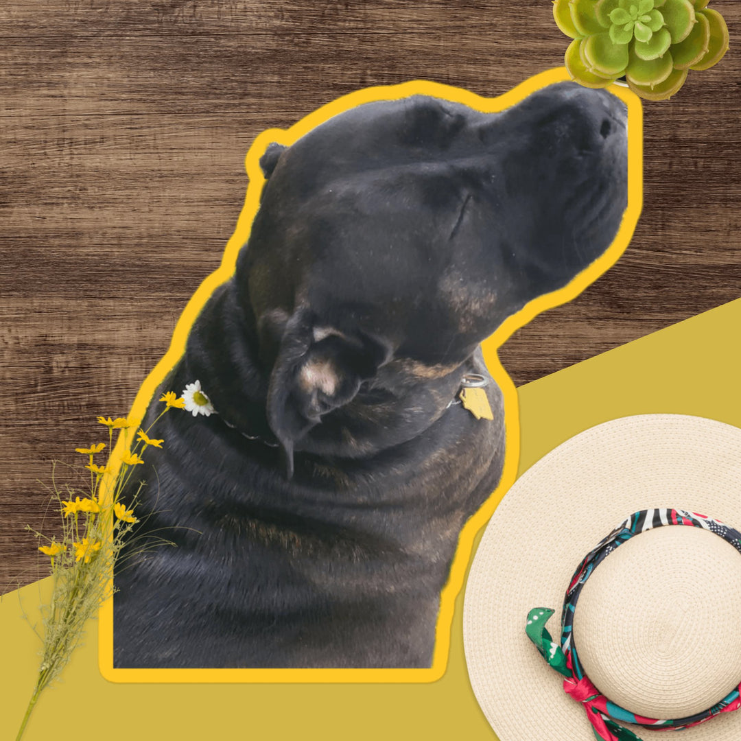 A close-up of a black dog with its head tilted, surrounded by flowers and a hat.