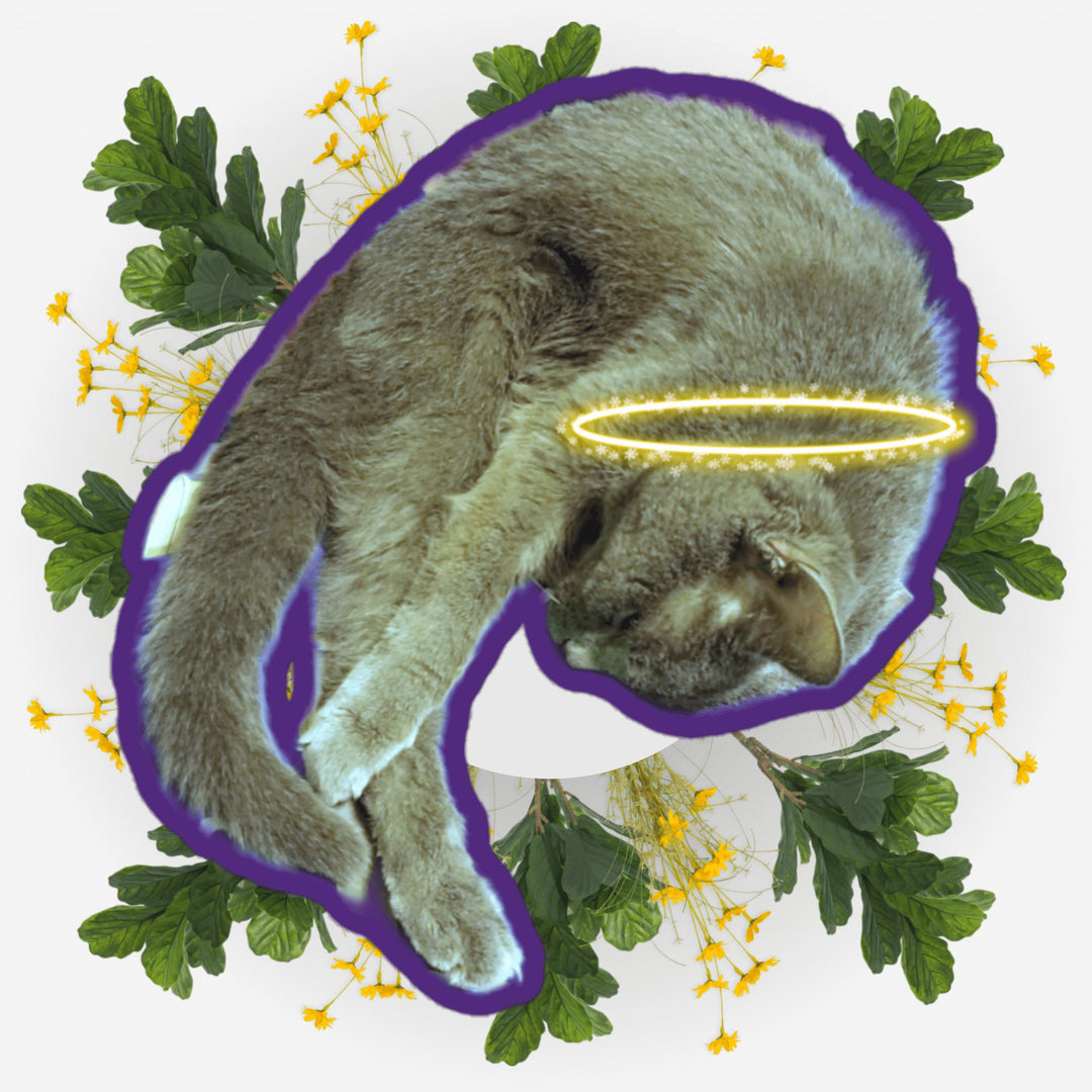 Sleeping Yoga sticker featuring a cat with a halo surrounded by flowers and leaves, perfect for expressing love and memories.