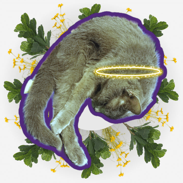 Sleeping Yoga sticker featuring a cat with a halo surrounded by flowers and leaves, perfect for expressing love and memories.